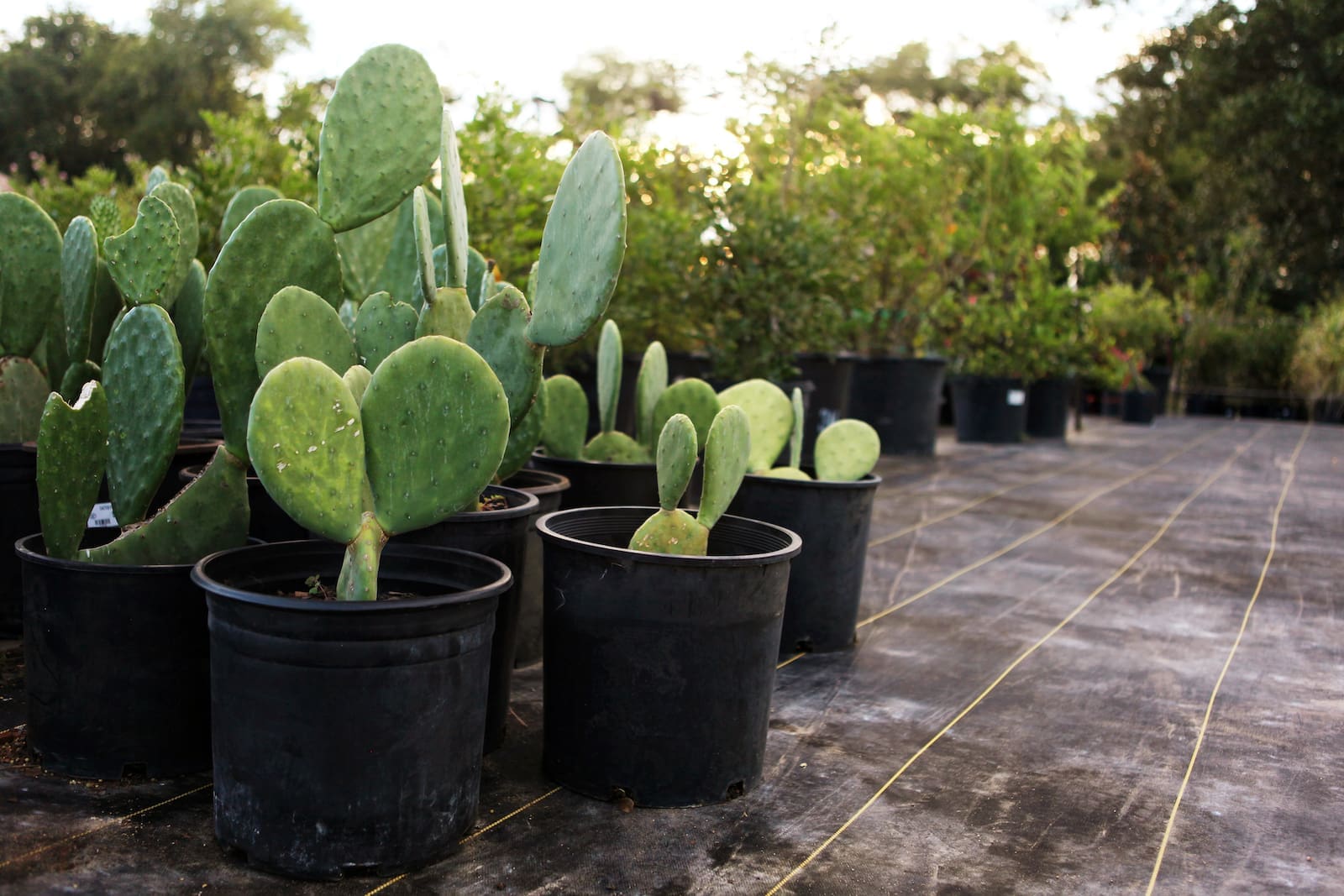 Celina, TX Cacti and Yucca