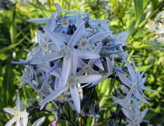 SG-Arkansas Bluestar