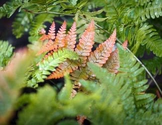 SG-Autumn Fern