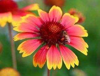 SG-Blanket Flower