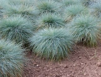 SG-Blue Fescue