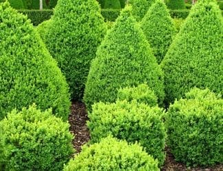 SG-Boxwood