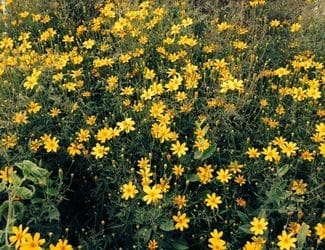 SG-Copper Canyon Daisy