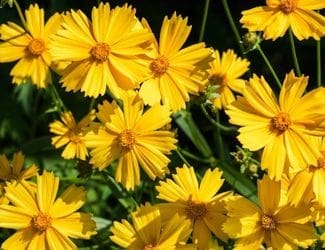 SG-Coreopsis