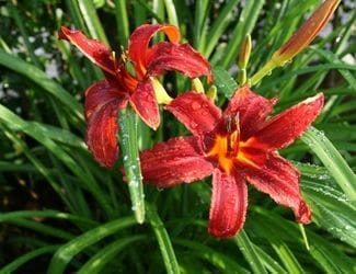 SG-Daylilies