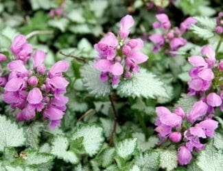 SG-Dead Nettle - Lamium
