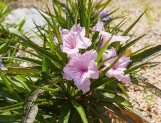 SG-Dwarf Mex Petunia