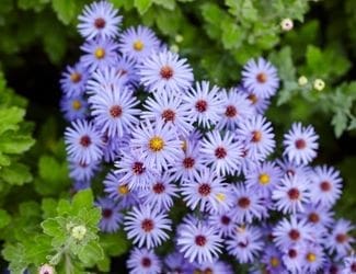 SG-Fall-Aster