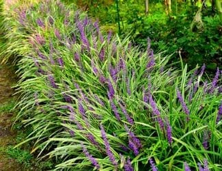 SG-Giant Liriope (2)