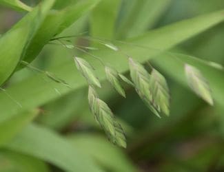 SG-Inland Sea Oats