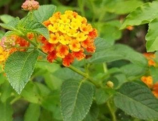 SG-Lantana2