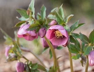 SG-Lenten Rose