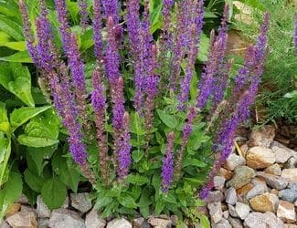 SG-Meadow Sage