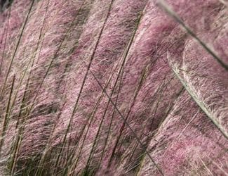 SG-Muhly grass