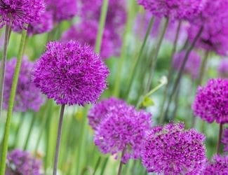 SG-Ornamental Onion