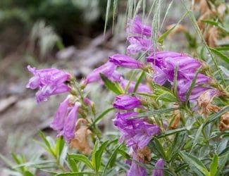SG-Penstemon