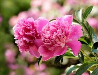 SG-Peony