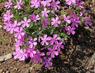 SG-Prairie Phlox