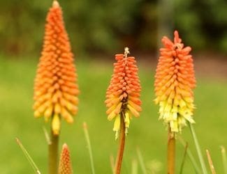 SG-Red Hot Poker