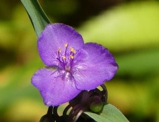 SG-Spiderwort