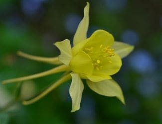 SG-TX Gold Columbine