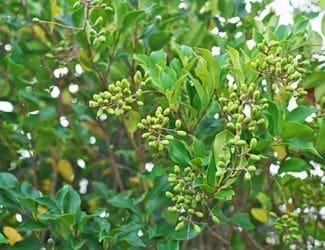 SG-Waxleaf Ligustrum