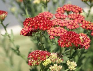 SG-yarrow