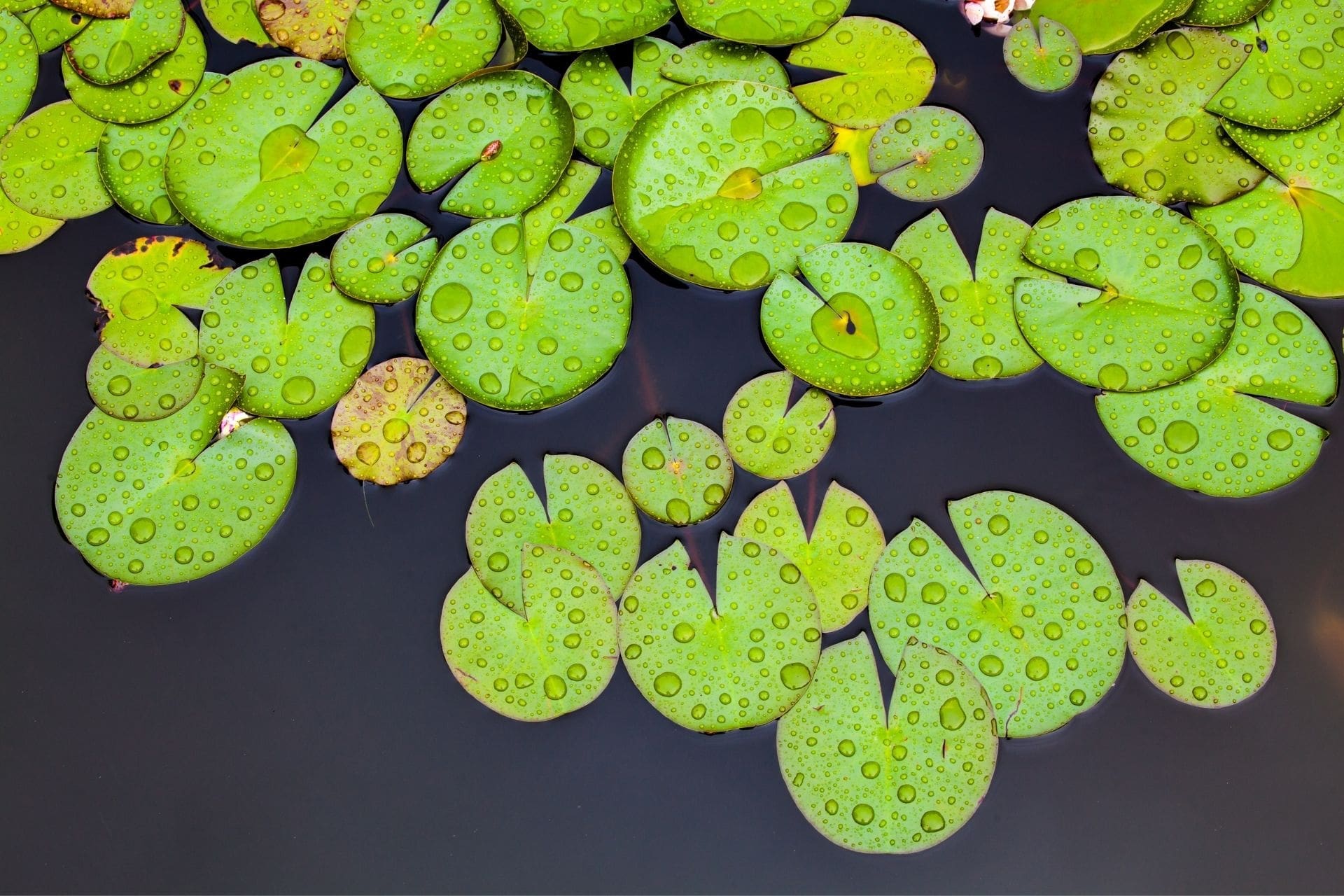 Celina, TX Aquatic Plants