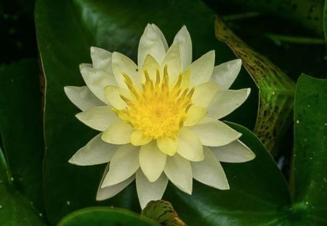 Charlene Strawn Water Lily