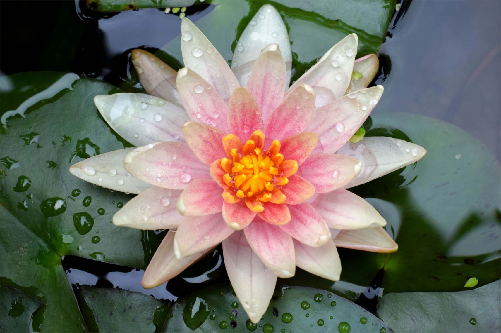 Charlies Choice Water Lily