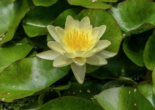 Chromatella Water Lily