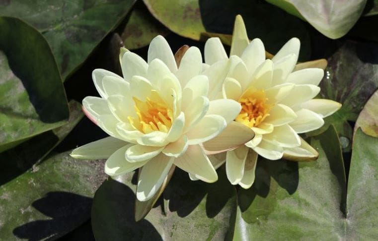Denver Water Lily