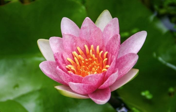 Fabiola Water Lily