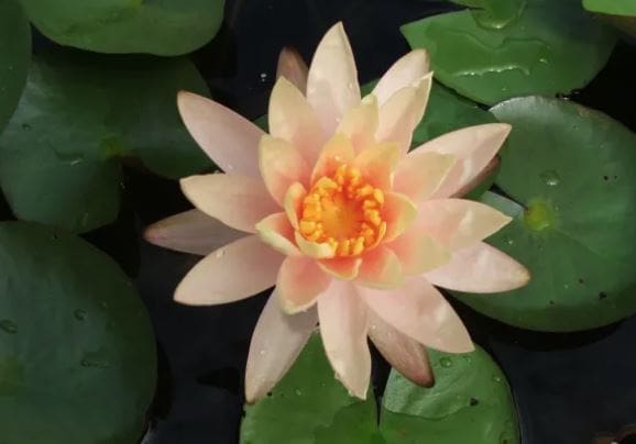 Georgia Peach Water Lily