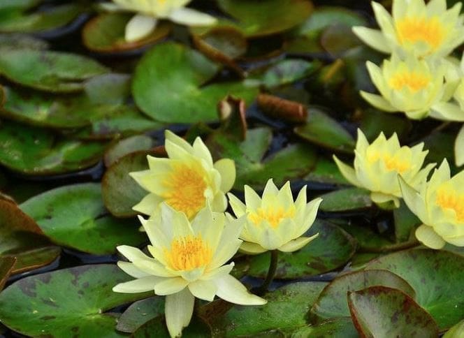 Helvola Water Lily