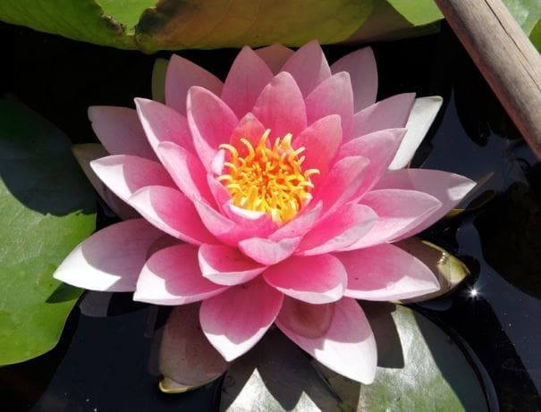 Hollandia Water Lily