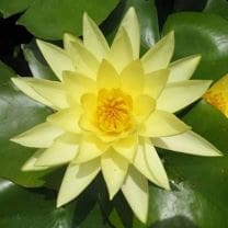 Joey Tomocik Water Lily