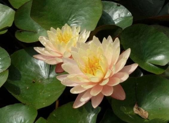 Mangala Ubol Water Lily