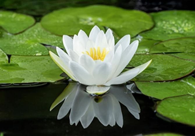 White Dagan Water Lily