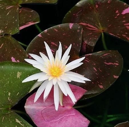 Arc-en-ciel Water Lily