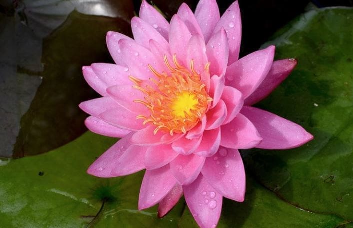 Pink Sensation Water Lily