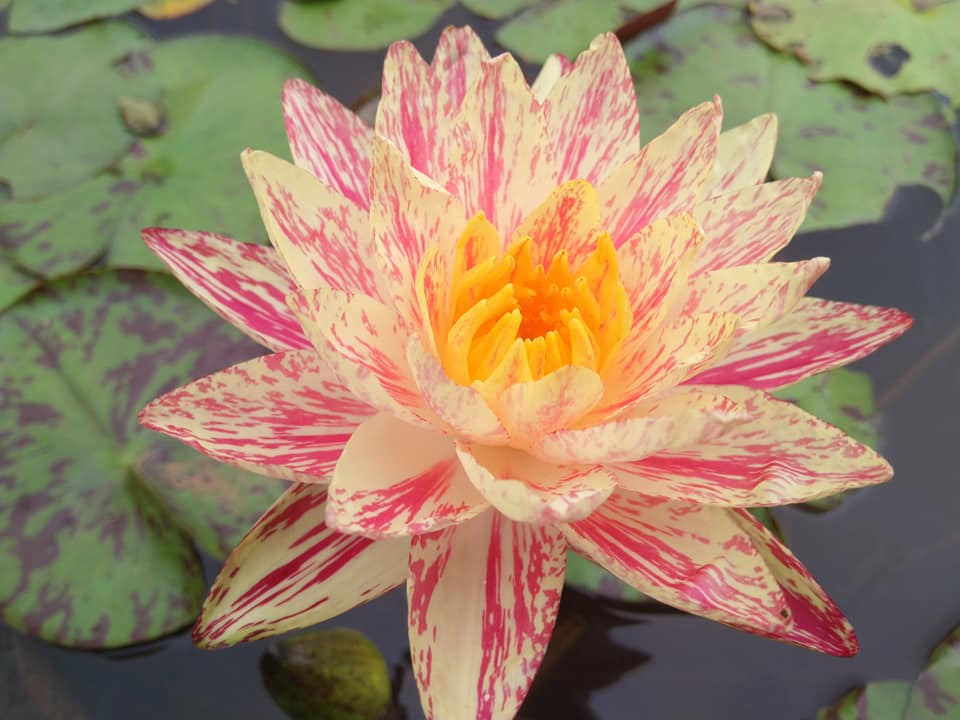 Siam Fantasy Water Lily
