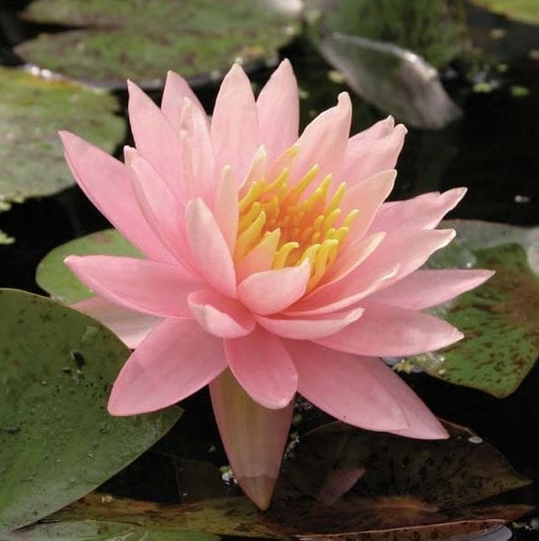 Sunny Pink Water Lily