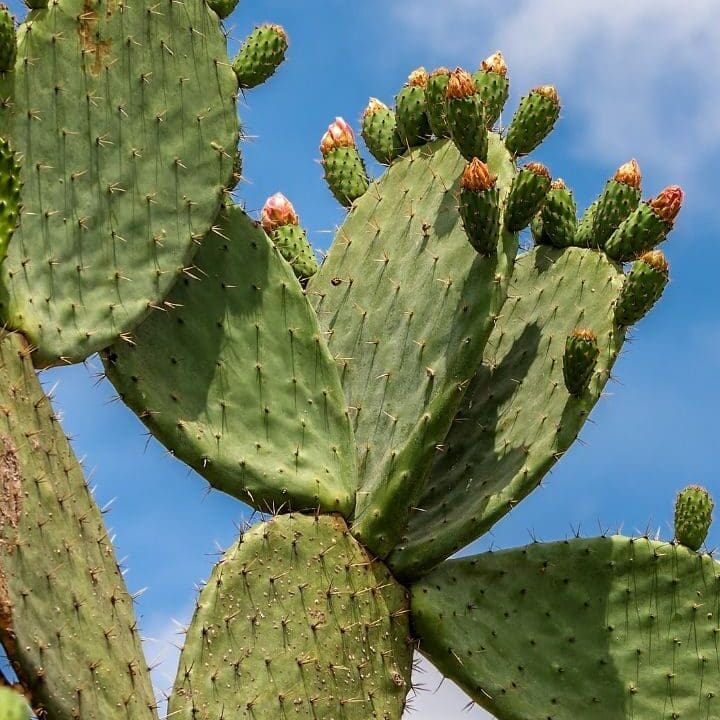Celina, TX Cacti and Yucca