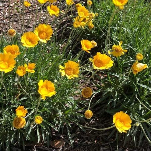 Drought Resistant Plants for Frisco, Texas