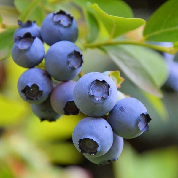 Frisco-texas-Fruit-Trees