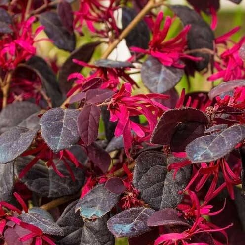 Frisco, TX Tree Nursery