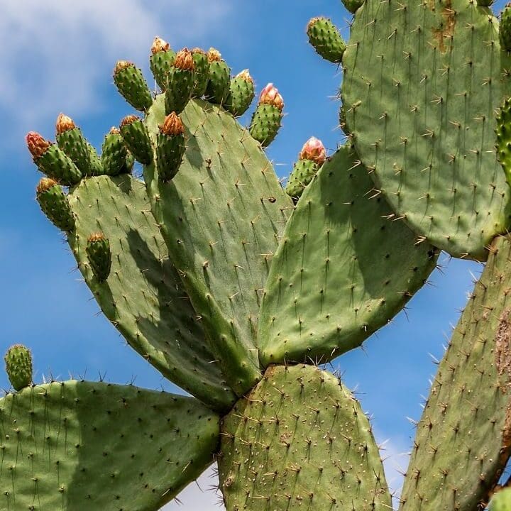 Frisco, TX Cacti and Yucca