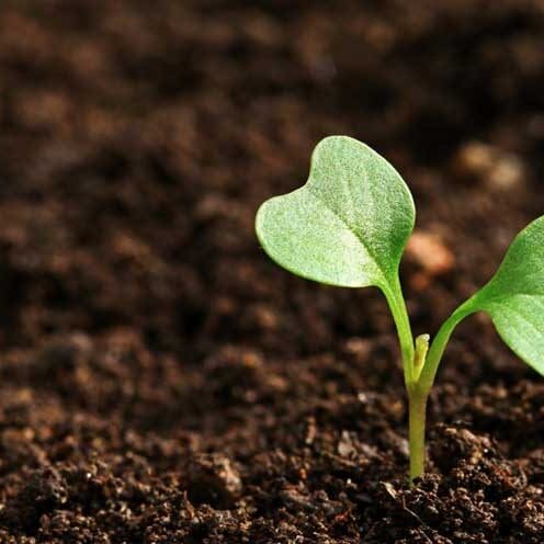 Frisco, Texas Garden Soil