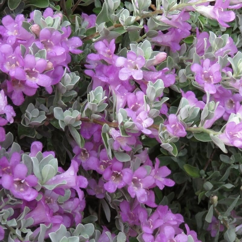 TexasSage-Shrub